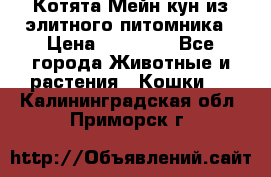 Котята Мейн-кун из элитного питомника › Цена ­ 20 000 - Все города Животные и растения » Кошки   . Калининградская обл.,Приморск г.